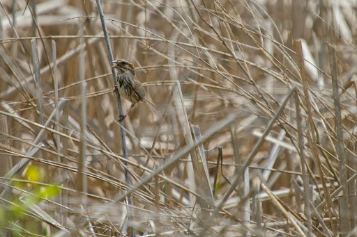 Nature Preserve «Jackson Bog State Nature Preserve», reviews and photos, 7984 Fulton Dr NW, Massillon, OH 44646, USA