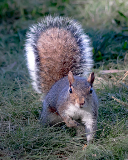 College «Brevard College», reviews and photos