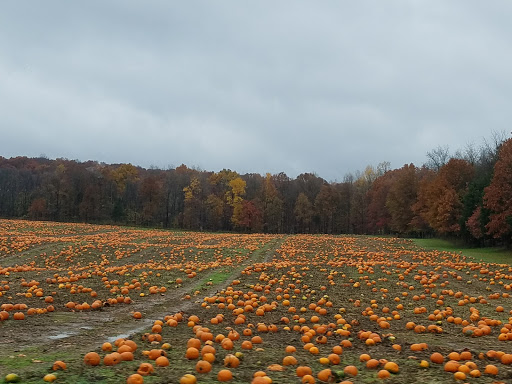 Non-Profit Organization «Community Action of Southern Indiana», reviews and photos