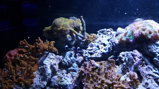Tropical Fish Store «Aqua Mart Aquariums», reviews and photos, 1620 S Washington Ave, Titusville, FL 32780, USA