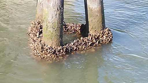 Aquarium «South Carolina Aquarium», reviews and photos, 100 Aquarium Wharf, Charleston, SC 29401, USA