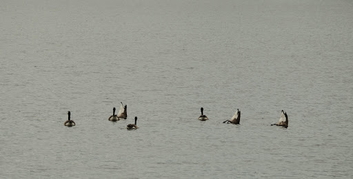 Playground «Varney Playground», reviews and photos, 45 Varney Ave, North Chelmsford, MA 01863, USA