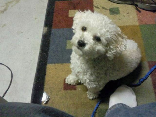 Centennial Hills Animal Hospital- Lara Stooksbury, DVM image