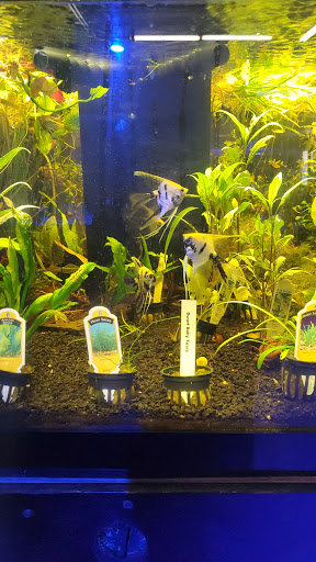 Tropical Fish Store «South Seas Aquatics Inc.», reviews and photos, 5440 Babcock Rd A133, San Antonio, TX 78240, USA