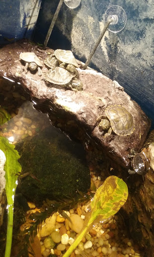 Pet Store «Petland», reviews and photos, 1514 Stonecreek Dr, Pickerington, OH 43147, USA