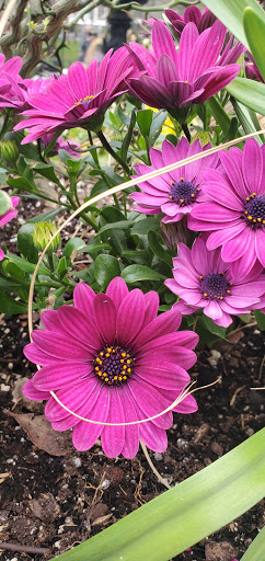 Arena «Madison Square Garden», reviews and photos, 4 Pennsylvania Plaza, New York, NY 10001, USA