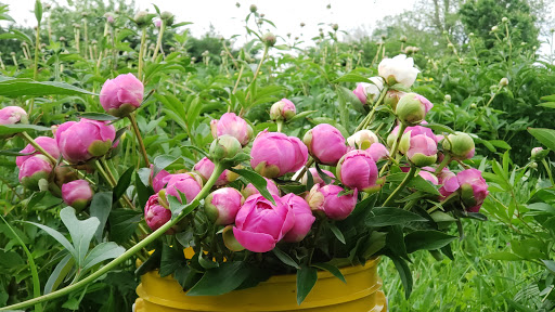 Florist «JP Parker Flowers Indianapolis», reviews and photos, 801 S Meridian St, Indianapolis, IN 46225, USA