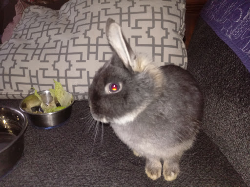 Pet Supply Store «Pet Valu», reviews and photos, 10761 Innovation Drive, Miamisburg, OH 45342, USA