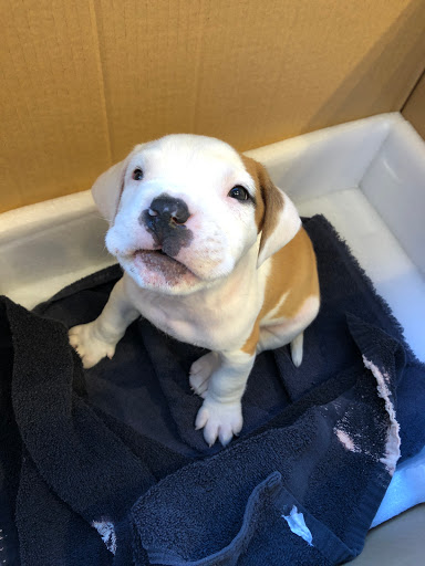 Barber Shop «Blades Co. Barbershop», reviews and photos, 13 Columbus Ave, San Francisco, CA 94111, USA