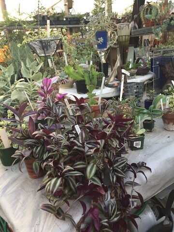 Florist «Ames Greenhouse», reviews and photos, 3011 S Duff Ave, Ames, IA 50010, USA