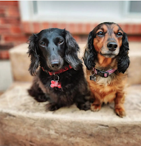 Danny's Dog Sitting Service - Photo 8 - Car repair in , Cincinnati