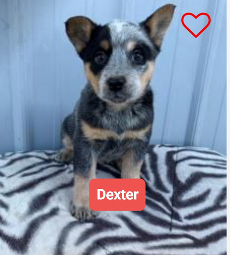 Pet Supply Store «Animal Krackers Inc», reviews and photos, 232 Main St, Gloucester, MA 01930, USA