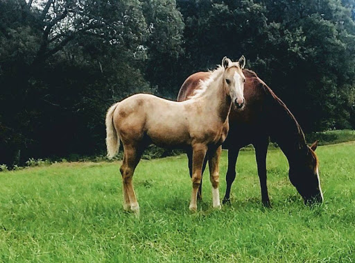 Meadows Livestock Sales