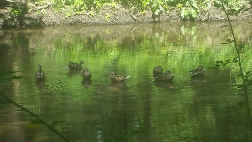 Park «Saddle River Park», reviews and photos, Dunkerhook Rd, Paramus, NJ 07652, USA