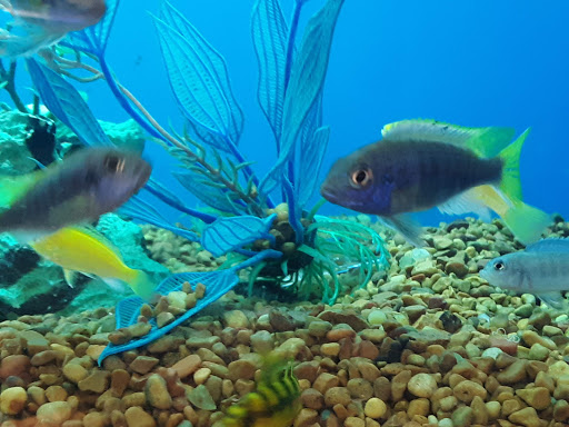 Pet Supply Store «PetSmart», reviews and photos, 650 Elsinger Blvd, Conway, AR 72032, USA