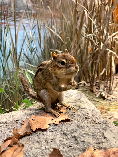 Art Museum «Newark Museum», reviews and photos, 49 Washington St, Newark, NJ 07102, USA