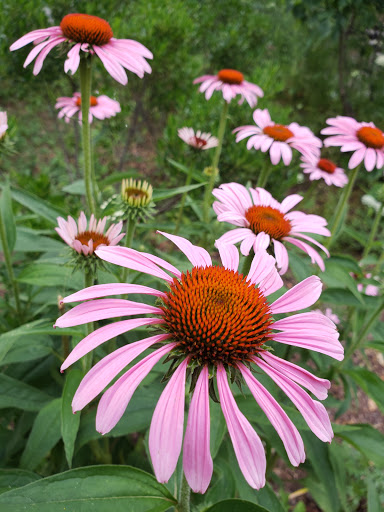 Park «Montbellier Park», reviews and photos, Springfield Blvd, Springfield Gardens, NY 11413, USA