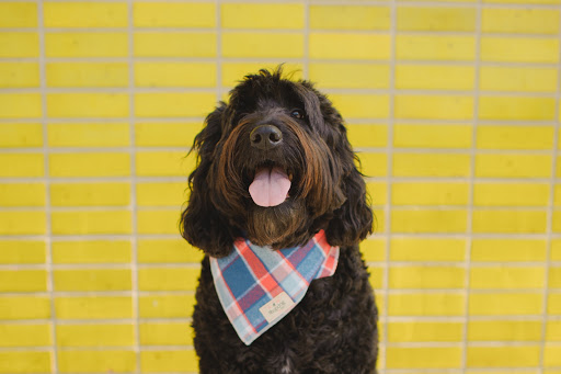 Pet Store «Shop Dog Boutique», reviews and photos, 5015 S Western Ave, Sioux Falls, SD 57108, USA