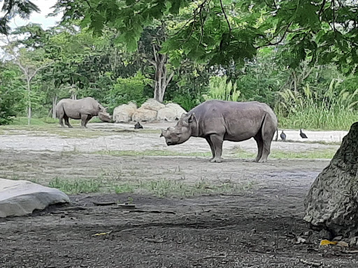 Zoo «Zoo Miami», reviews and photos, 12400 SW 152nd St, Miami, FL 33177, USA