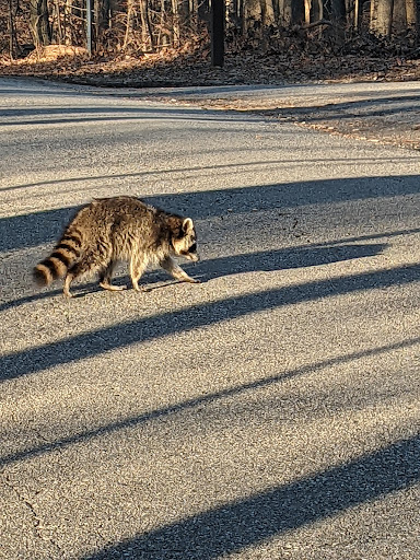 Park «Patapsco State Park», reviews and photos, 1101 Hilton Ave, Catonsville, MD 21228, USA
