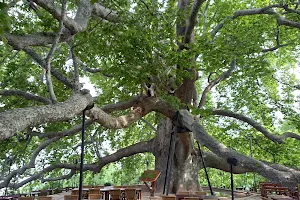 İnkaya Historical Plane Tree image