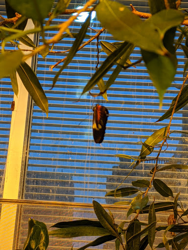 Imax Theater «The National Geographic Dome Theater & Daniel M. Soref Planetarium», reviews and photos, 800 W Wells St, Milwaukee, WI 53233, USA