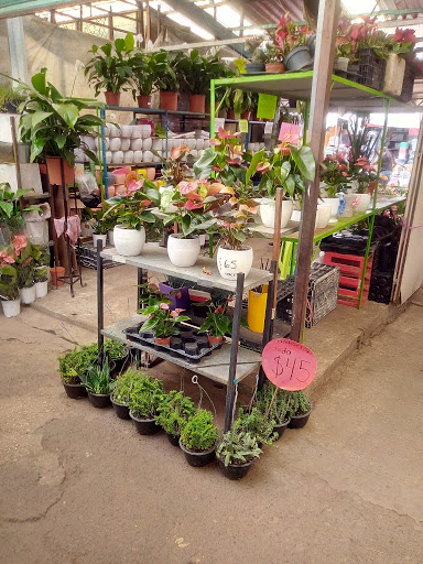Plant shops in Mexico City