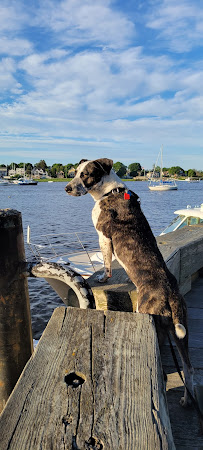 All Star Pet Care Andover - Photo 3 - Car repair in , Lowell