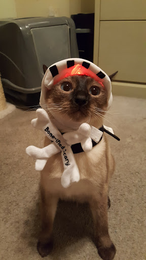 Pet Supply Store «Petco Animal Supplies», reviews and photos, 231 N Glendale Ave, Glendale, CA 91206, USA