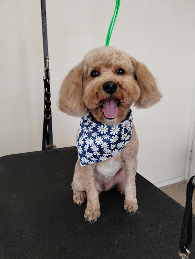 Realm of Pawsibilities