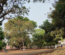 Brown and brown park photo