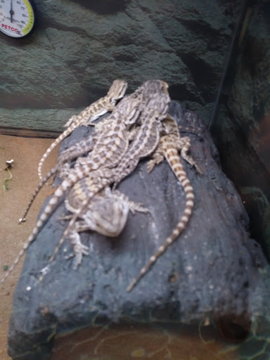 Pet Supply Store «Petco Animal Supplies», reviews and photos, 473 State Rd, North Dartmouth, MA 02747, USA