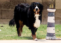 Paws and Play Pet Sitting - Photo 6 - Car repair in , Phoenix