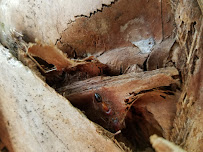 Stultz Services Inc - Photo 6 - Car repair in St Cloud, FL, Kissimmee