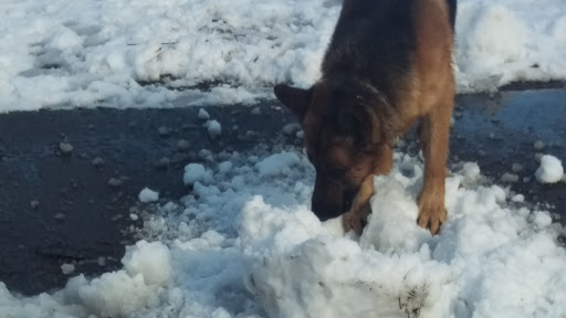 Park «Griggs Park», reviews and photos, 33 Griggs Rd, Brookline, MA 02446, USA