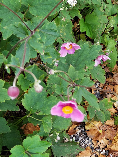 Museum «The Long Island Museum», reviews and photos, 1200 NY-25A, Stony Brook, NY 11790, USA