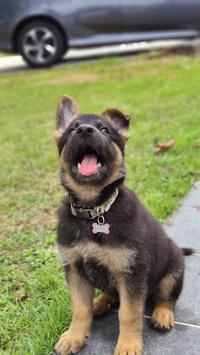 Pet Supply Store «Petco Animal Supplies», reviews and photos, 10464 Baltimore Ave, Beltsville, MD 20705, USA