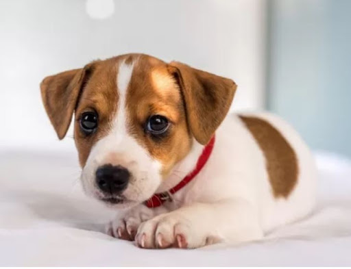 Pensioni per cani e dog hotel a Pensione Per Cani La Ceppa di Frati Marco