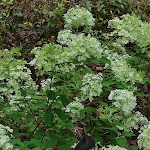 Photo n° 15 de l'avis de Bérangère.o fait le 08/08/2021 à 10:29 pour Jardin des Sources à Saint-Martin-le-Gaillard