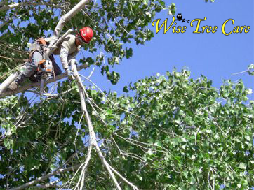 Step By Step How To Remove Grass To Mulch Around Trees 3