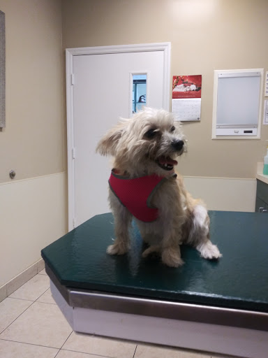Surfside Pet Hospital