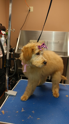 Pet Store «Pet Valu», reviews and photos, 2645 Shillington Rd, Sinking Spring, PA 19608, USA