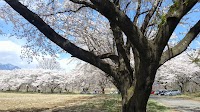 蕪の桜並木