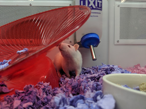 Pet Supply Store «Petco Animal Supplies», reviews and photos, 160 Sayebrook Pkwy, Myrtle Beach, SC 29588, USA