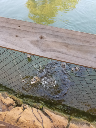 Miniature Golf Course «Golf N Gator», reviews and photos, 6355 N Atlantic Ave, Cape Canaveral, FL 32920, USA