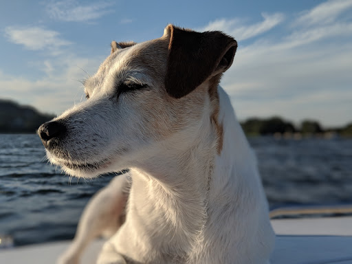 Pet Groomer «Happy Tails Pet Center», reviews and photos, 4370 SE King Rd Ste 260, Milwaukie, OR 97222, USA