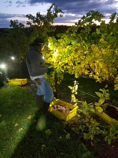 Winery «Bel Lago Vineyards & Winery», reviews and photos, 6530 S Lake Shore Dr, Cedar, MI 49621, USA