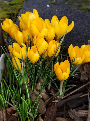 Grocery Store «Quality Food Center», reviews and photos, 1009 Monroe Ave, Enumclaw, WA 98022, USA