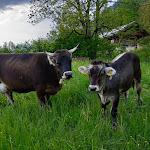 Photo n°3 de l'avis de Axel.h fait le 29/05/2023 à 11:48 sur le  Cafe Restaurant Angermaier à Rottach-Egern