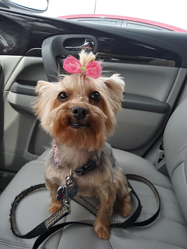 Pet Supply Store «Petco Animal Supplies», reviews and photos, 5263 Campbell Blvd, Nottingham, MD 21236, USA